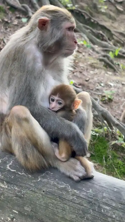 小猴子真的好可爱呀