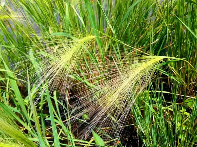 禾本科芒颖大麦草hordeumjubatum