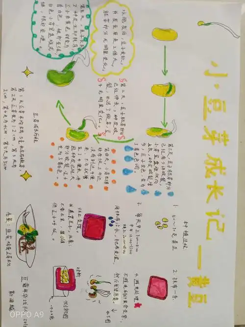 绿豆/黄豆/黑豆(自选) 任务要求:以豆芽生长手绘图的形式记录其生长