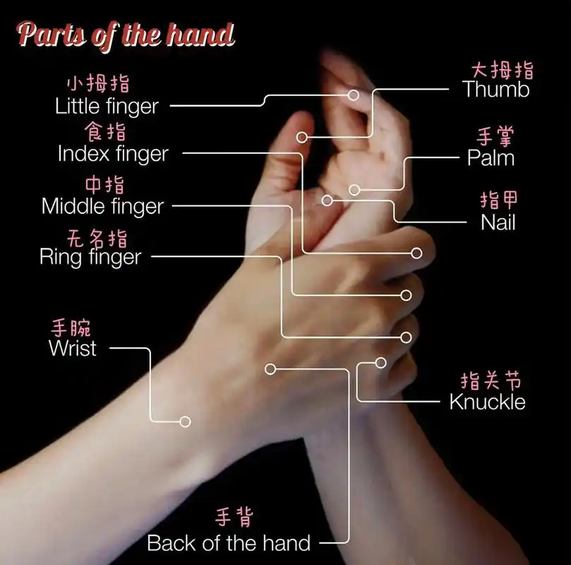 手👋的组成部分 👋和手相关的英语,你知道五根手指各自的叫法吗?