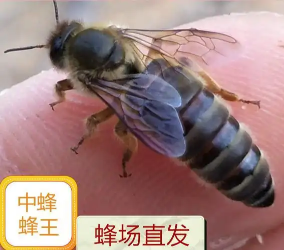 伟博中蜂王活体中蜂种王新高产蜂王双色良种蜂王阿坝杂交开产土蜂王