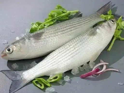 开凌梭,不可错过的美味海鱼_梭鱼