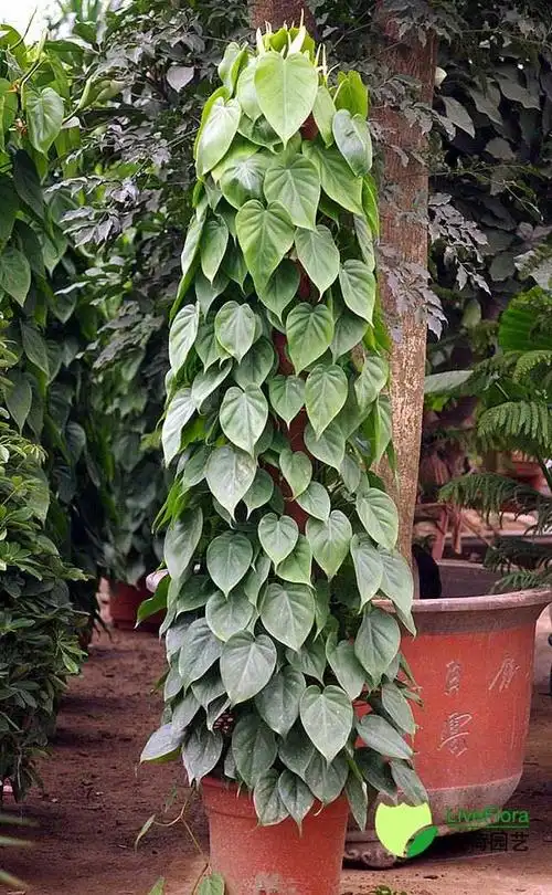 为什么有的绿箩会长长,有的绿箩只是叶子长大?