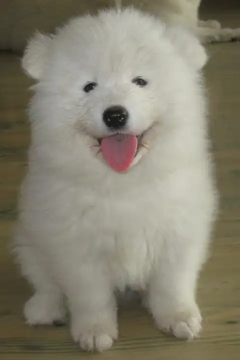 是萨摩耶的混血儿,萨摩耶的耳朵不是这样的这个是