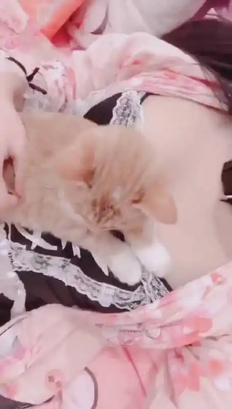 pr九尾狐狸m正能量图