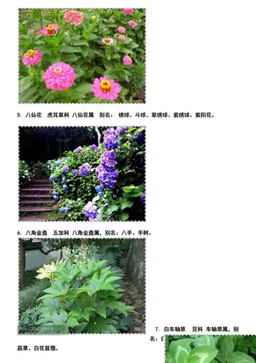 身边的植物名字大全