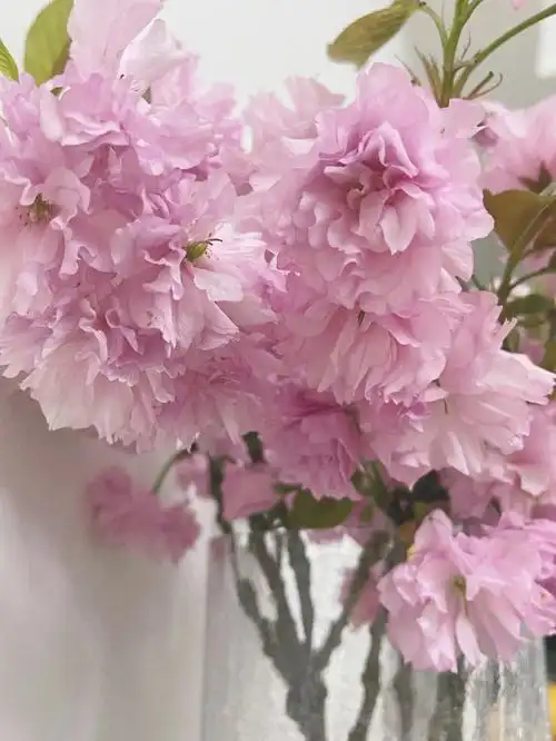 今天的浪漫是重瓣樱花给的