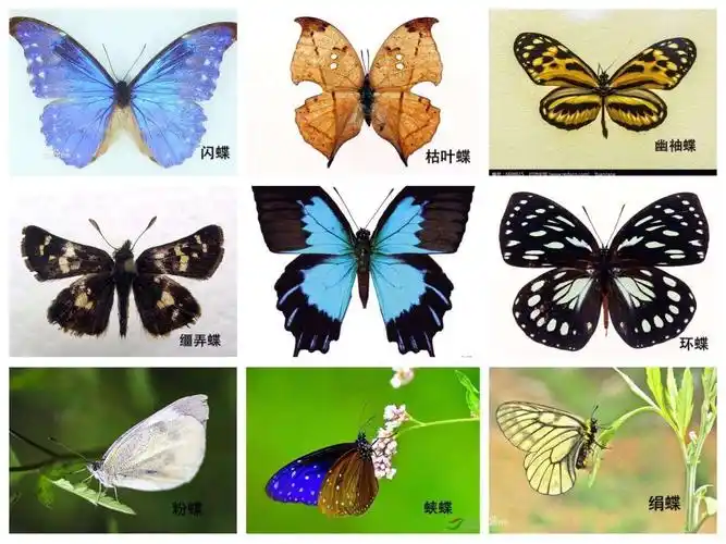 咦?孩子们发现的蝴蝶有各种各样的,来,看一看蝴蝶都有哪些种类.