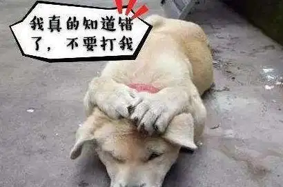 告诉你打狗的5种境界|虐狗|拖鞋|发抖_网易订阅