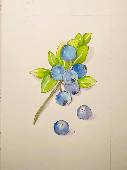 钢笔淡彩夏日浓荫蓝莓29