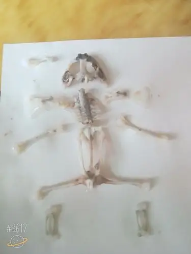 这只牛蛙,我叫它"牛牛"