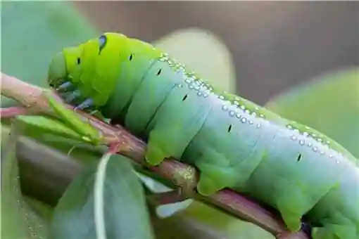 豆青虫养殖前景