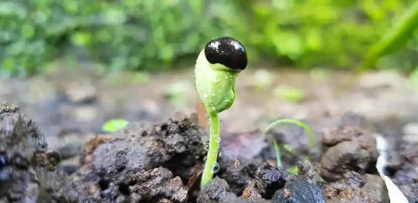 破土而出的幼苗图片第1张