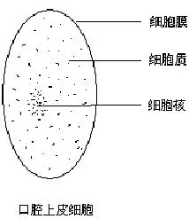 请根据你在显微镜下观察口腔上皮细胞所看见的细胞结构,用铅笔在答题
