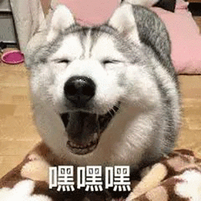 萌宠gif汪星人gif嘿嘿嘿gif傻笑gif搞怪gif呆萌gif