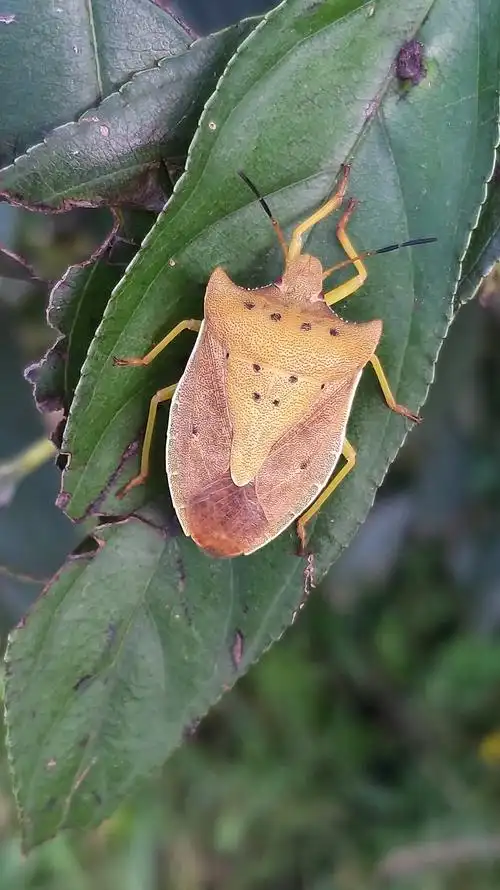 昆虫世界6-蝽科 作者:justin的美篇