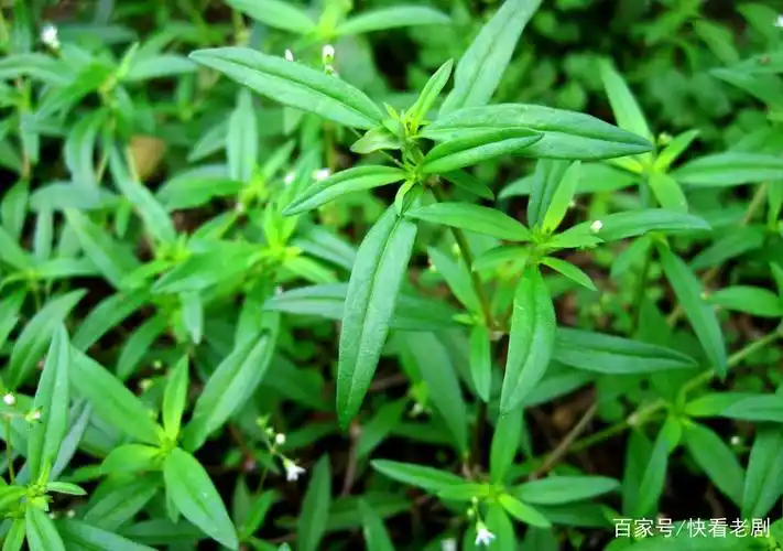 白花蛇舌草的传说