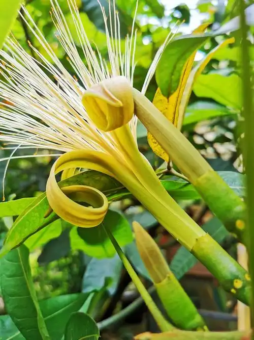 今年发财树又开花