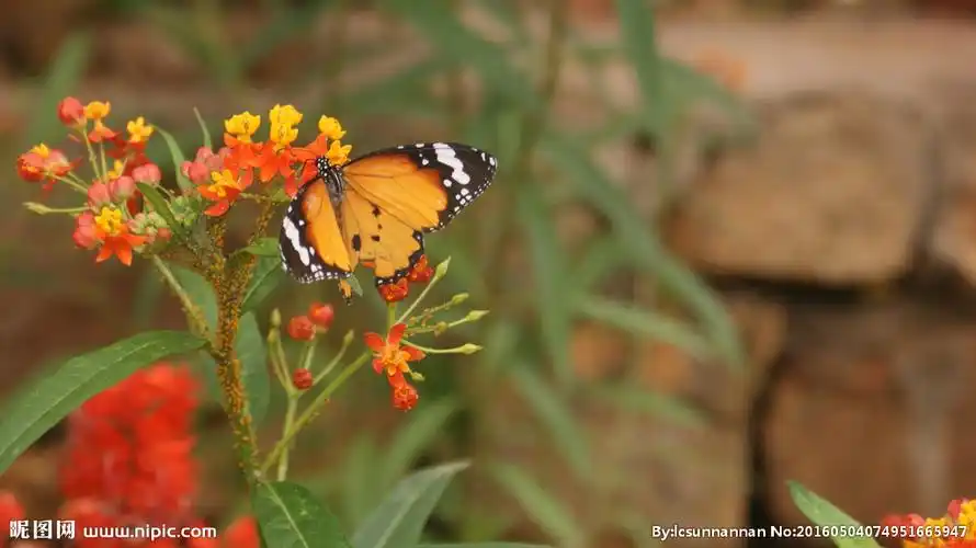 花丛中的蝴蝶图片