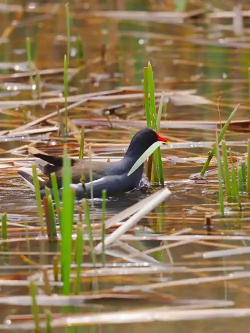 今日野拍黑水鸡
