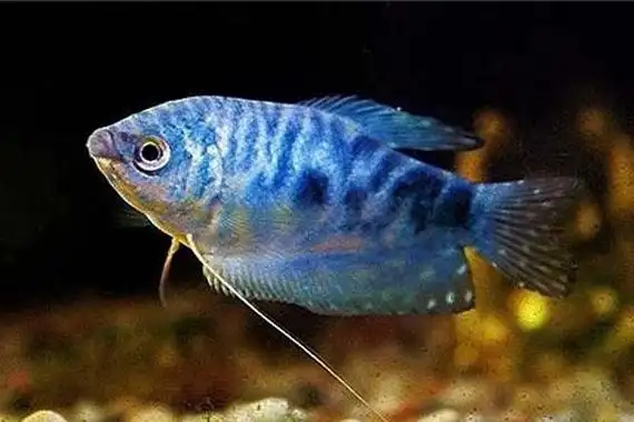 什么观赏鱼适合懒人养冷水,好看又好养的观赏鱼