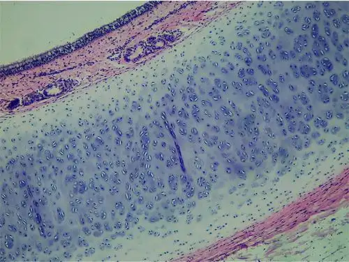 正常组织学_沅江市康胜实验用品有限公司_医学标本加工|免疫学切片|病