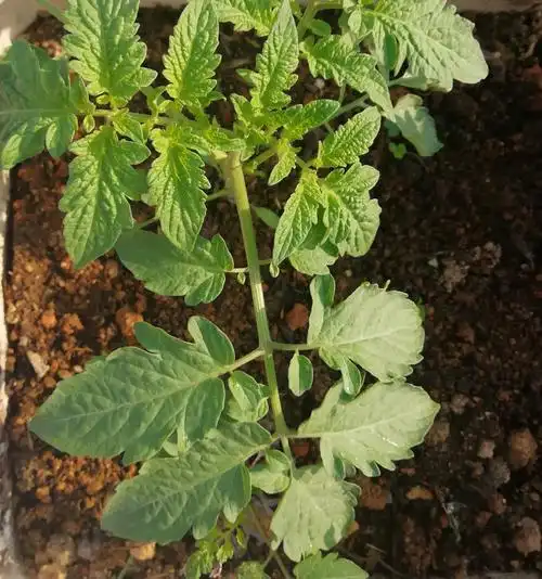 菜园子:新育的西红柿97小苗 - 番茄幼苗图片 - 实验室设备网