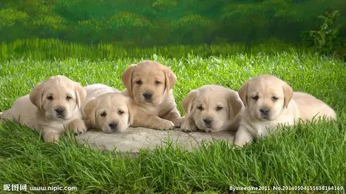 5只可爱小狗图片