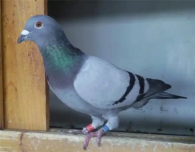 13_相册_山区鸽舍 - 赛鸽资讯网