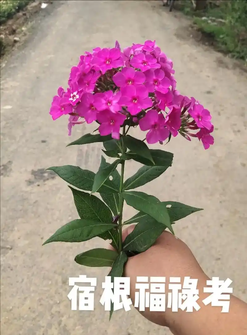 宿根福禄考开花漂亮吗?喜欢您就联系我吧,花苗大量有货#花卉基 - 抖音