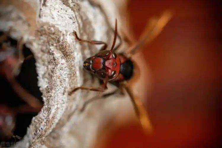 地球上五大毒蜂,每一种都能让你找回儿时的记忆