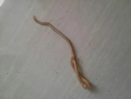 我家养了一条半年大的小狗,今天早上扫地看见一条虫