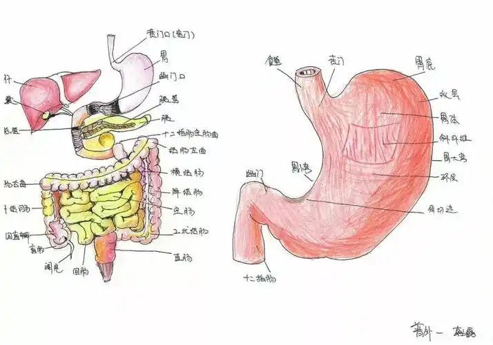 肺"(非)同寻常7月10日,河南省肿瘤医院开展了手绘人体局部解剖图竞赛