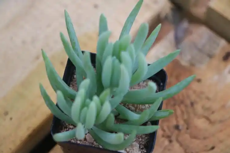 多肉系 办公室 迷你 桌面盆栽 防辐射蓝月亮