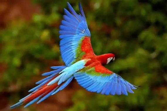 世界最长寿命的鸟:苍鹰毁灭性重生金刚鹦鹉寿命80岁