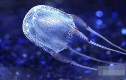 世界上最毒的动物排行榜蚊子竟然居第一