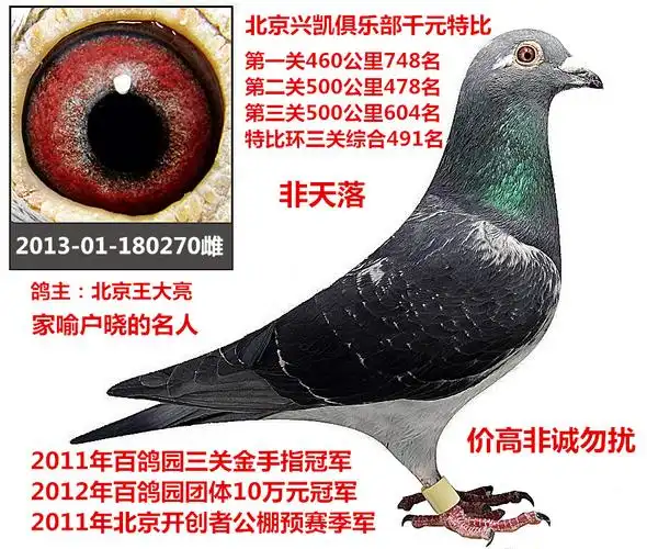 北京王大亮鸽舍(已售)