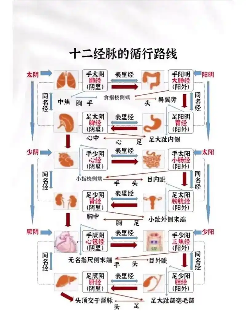 十二经脉循行路线图     循行口诀: 肺大胃脾心小肠 膀肾包焦胆肝藏