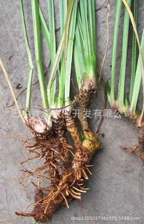 野生新鲜水菖蒲臭蒲根水栽培室内菖蒲带叶根茎鲜品包邮发货