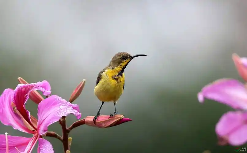 原创分享图片一紫喉花蜜鸟极其罕见的花蜜鸟