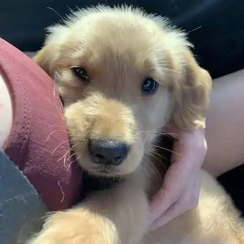 今日份头像之可爱狗狗头像