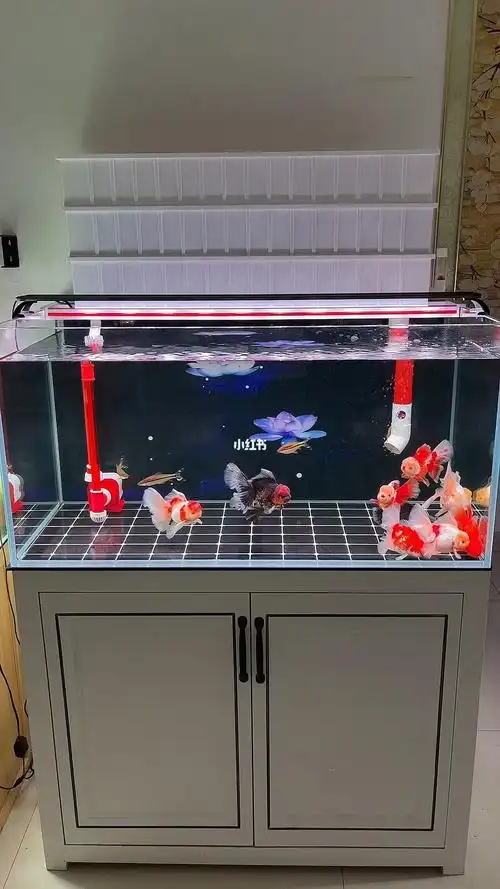 1005050的鱼缸,鱼是nk泰狮,百褶泰狮,13公分左右,这缸鱼还行吧#养鱼