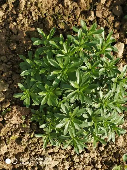 高钙养心菜上市了!