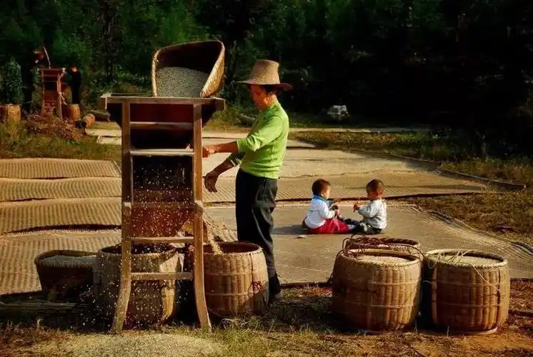 金秋十月,十里稻香,还记得那些年农村收稻谷的场景!