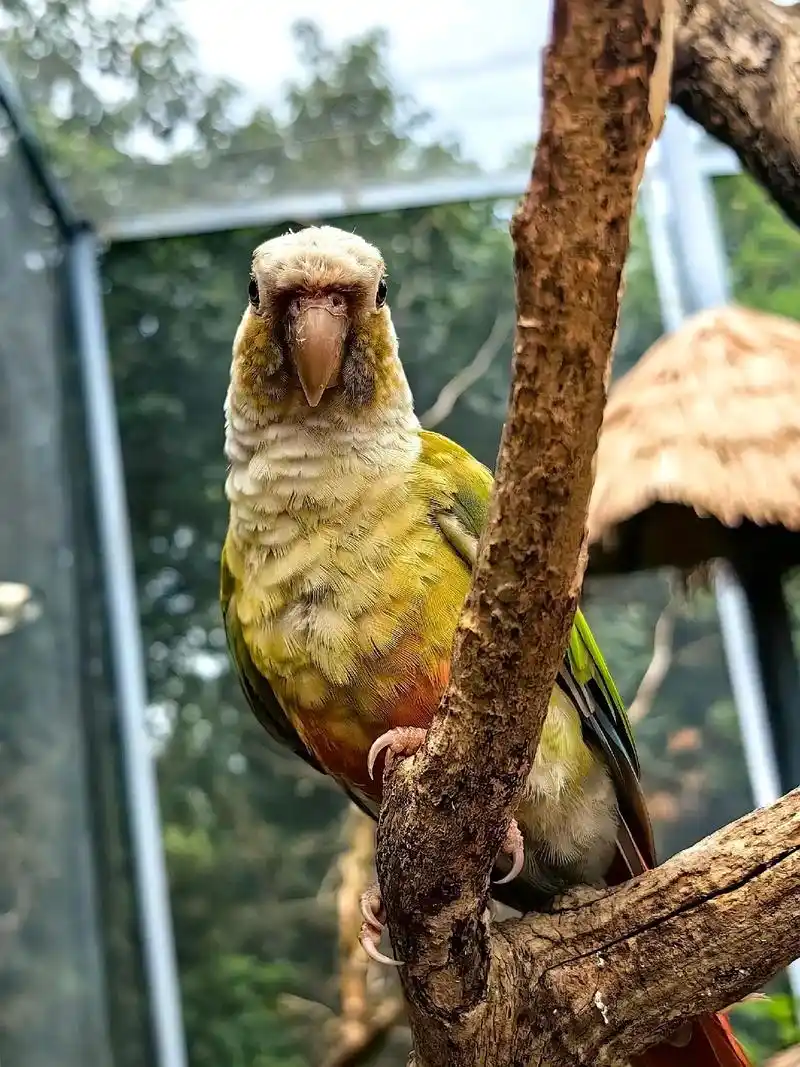 鹦鹉园.南山动物园 - 抖音