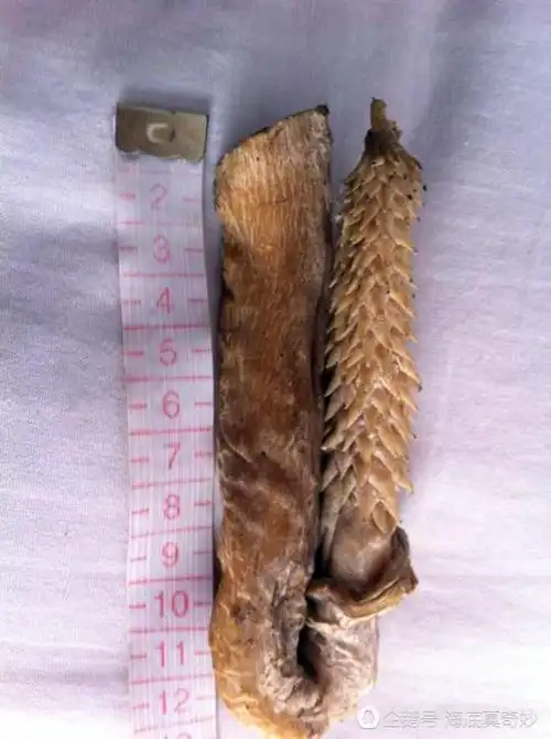 老虎的丁丁像狼牙棒羞羞的时候就不疼吗