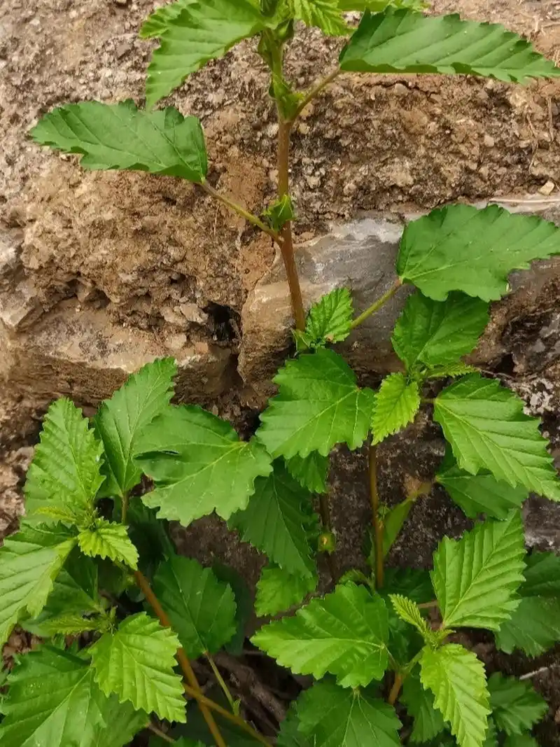 赛葵 全草,叶(黄花棉):微甘,凉.清热利湿,祛瘀消肿.