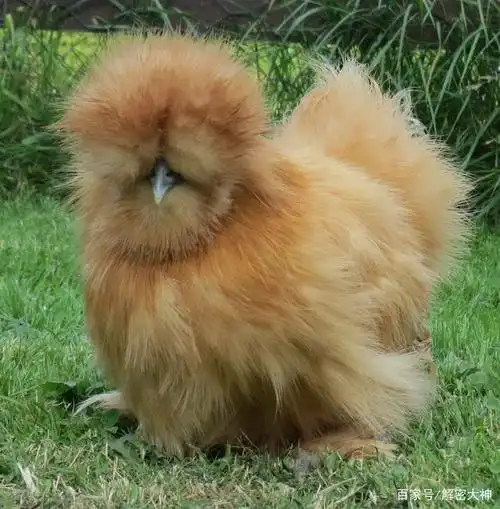 世界上稀有的6个鸡品种