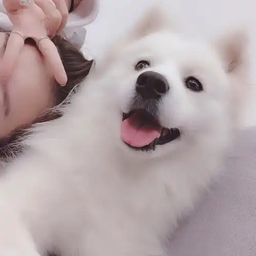 野洵 宠物头像喜收藏 禁二传.