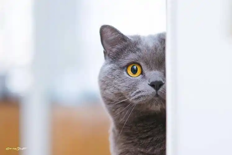 蓝猫 暗中观察 - 堆糖,美图壁纸兴趣社区